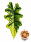 Alocasia Jacklyn Aurea Corm