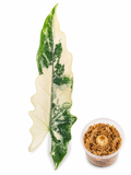 Alocasia Lauterbachiana Albo Corm