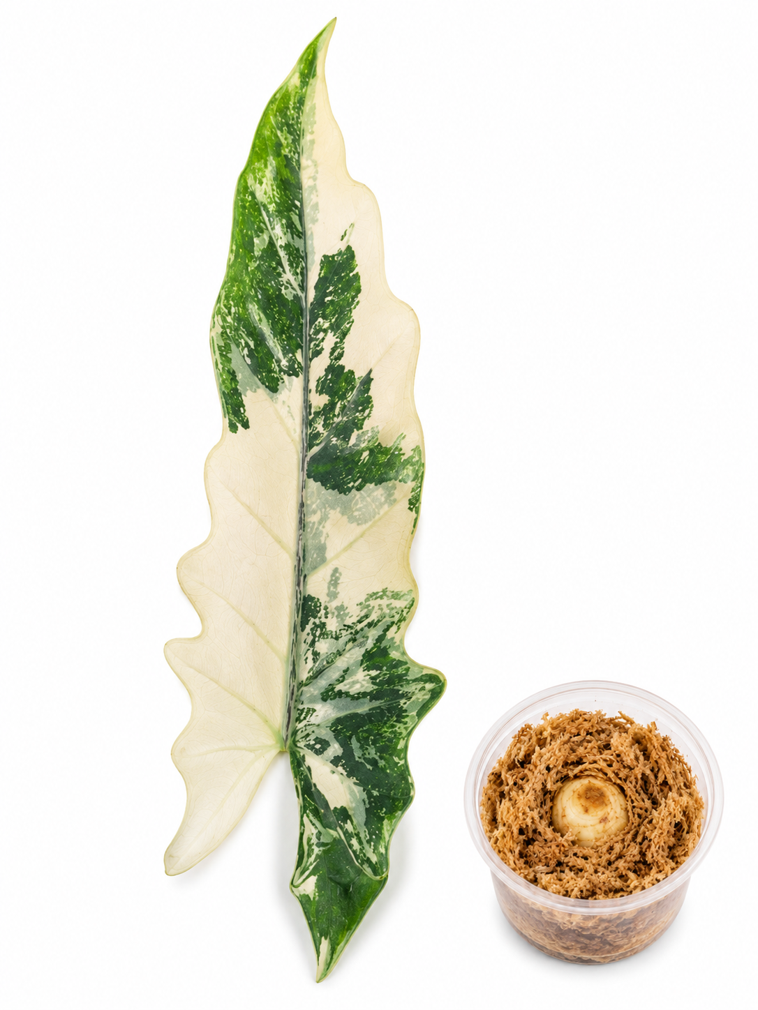 Alocasia Lauterbachiana Albo Corm