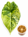 Alocasia Maharani Gold Corm