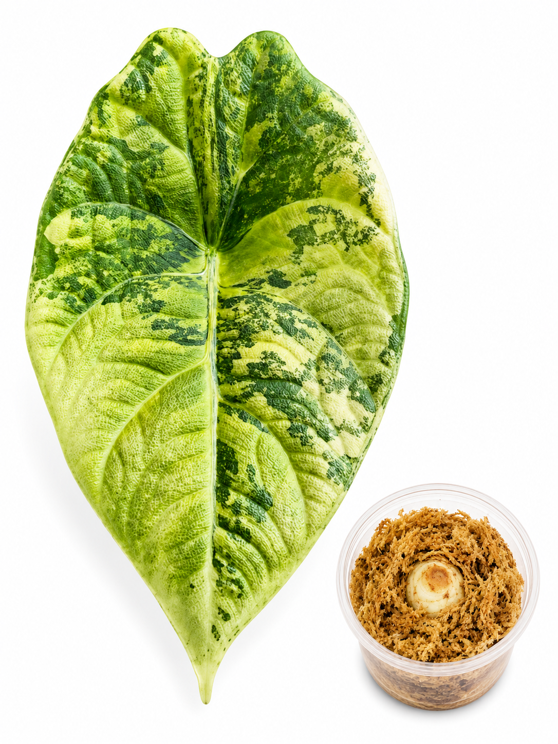 Alocasia Maharani Gold Corm