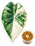 Alocasia Maharani Albo Corm