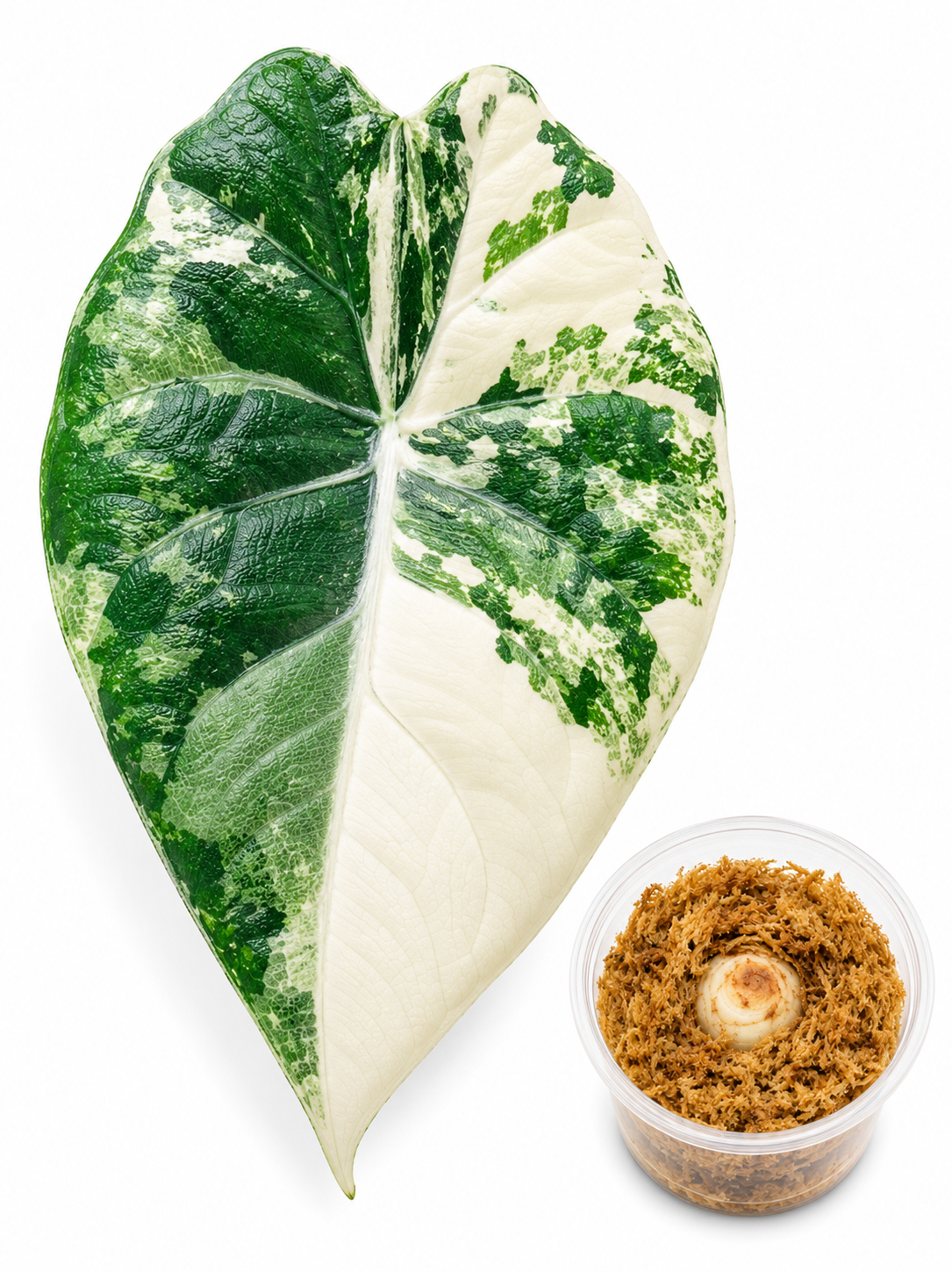 Alocasia Maharani Albo Corm