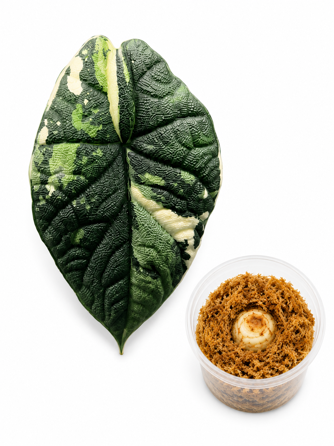 Alocasia Melo Albo Corm