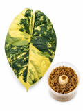 Alocasia Melo Aurea Corm
