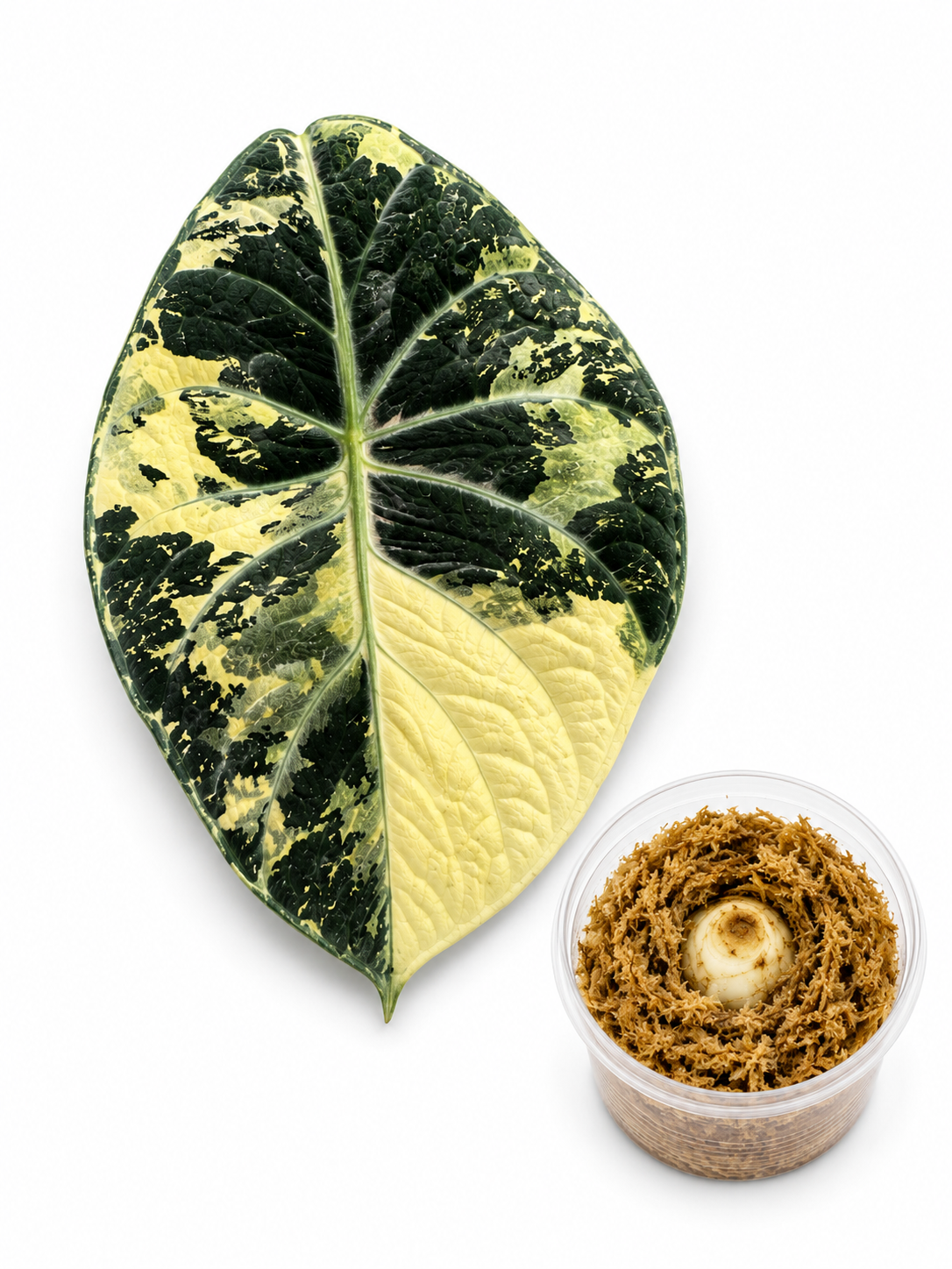 Alocasia Ninja Albo Corm