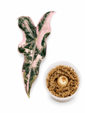 Alocasia Pink Nobilis K Version Corm