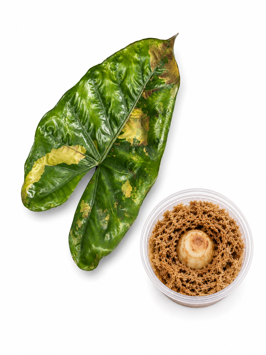 Alocasia Plumbea Nigra Variegated Corm