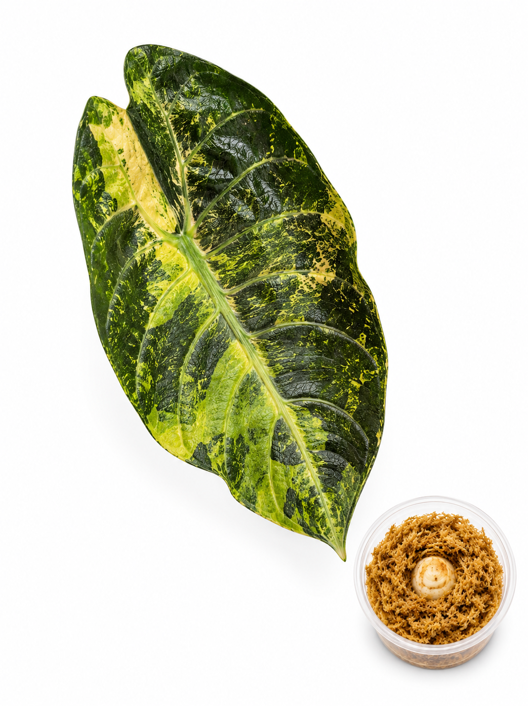 Alocasia Sendenii Aurea Corm