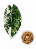Alocasia Sinuata Albo Corm