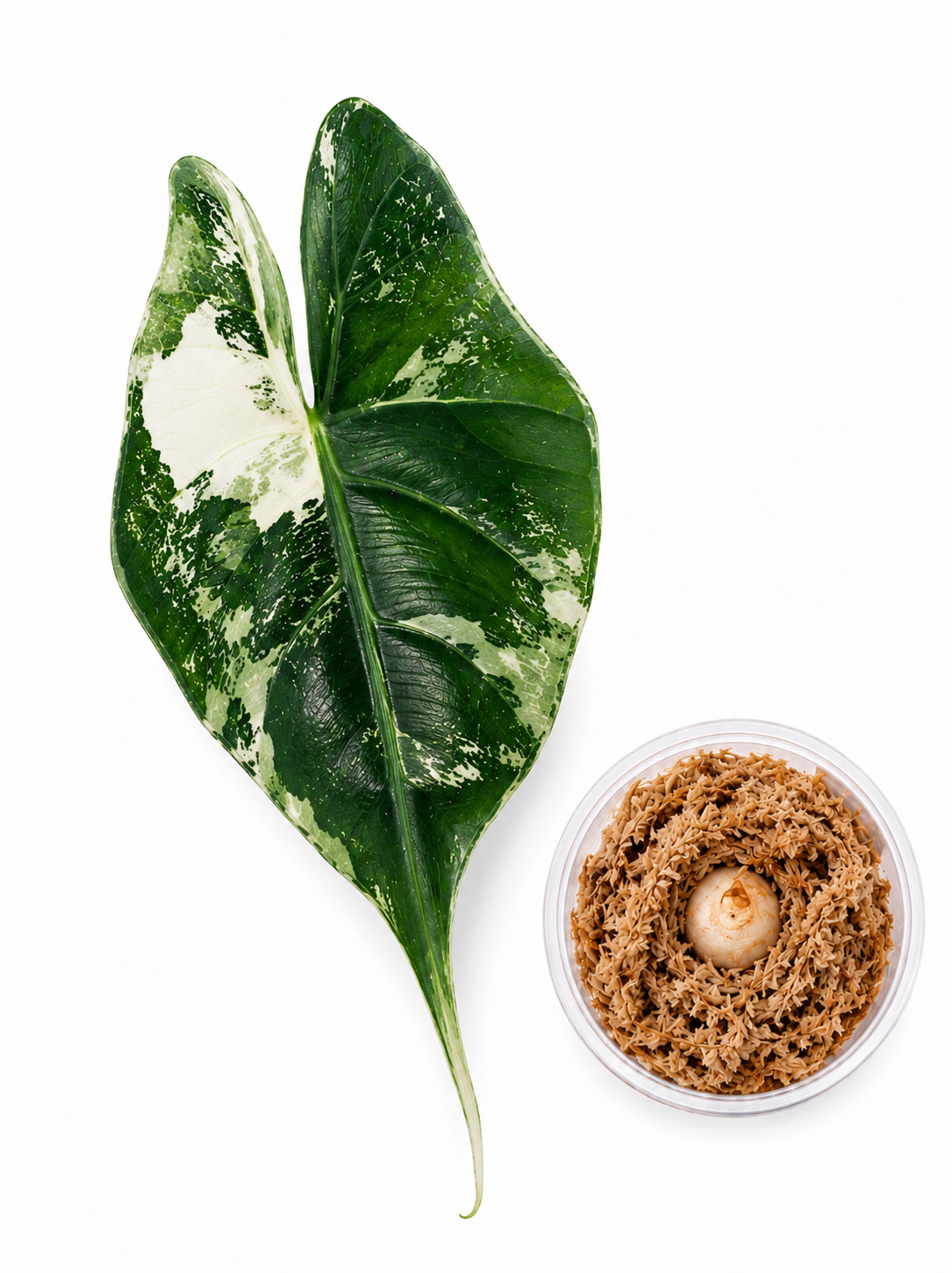 Alocasia Stingray Albo Corm