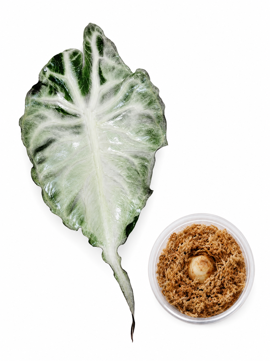 Alocasia Venom Corm