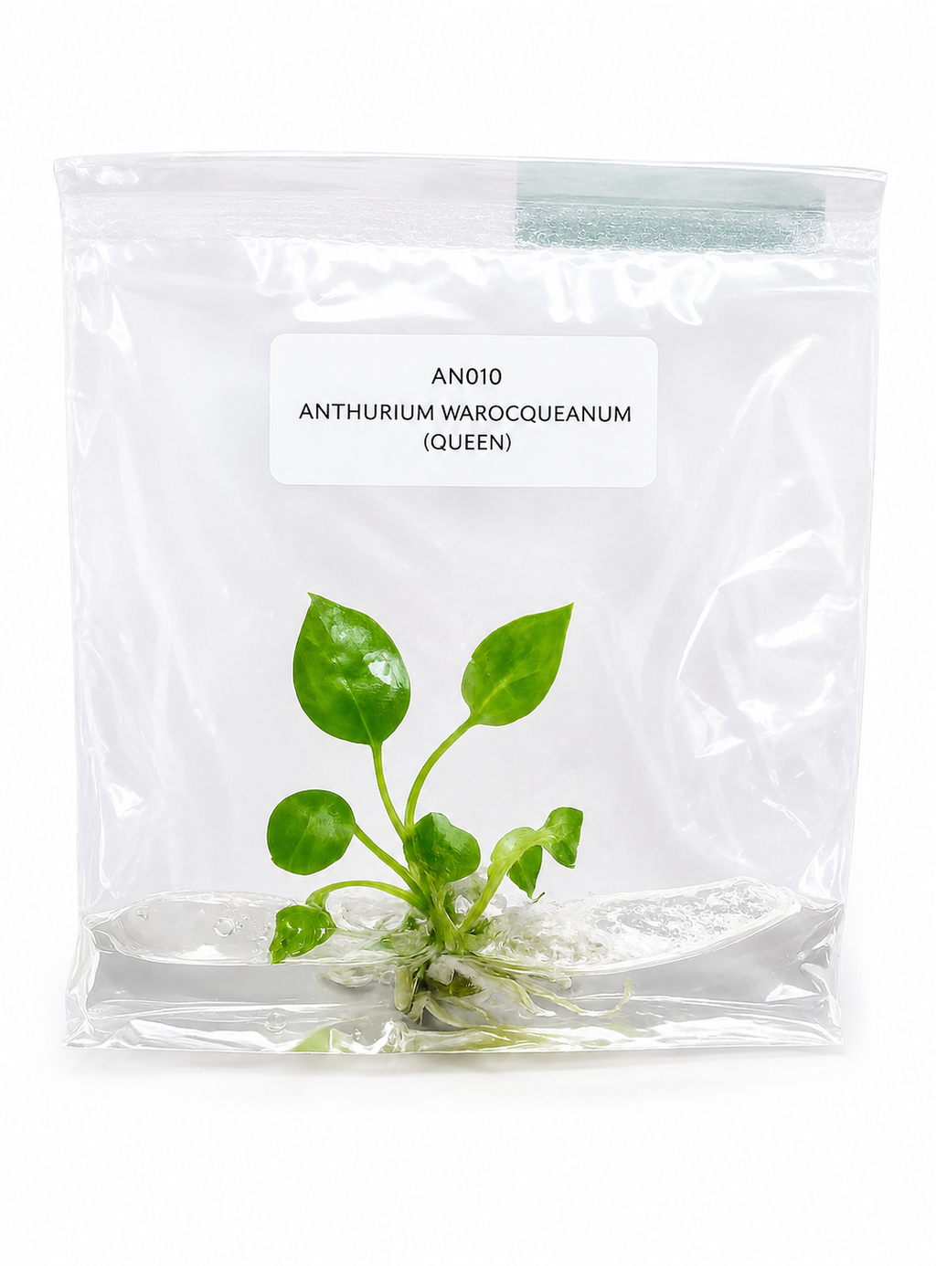 Anthurium Warocqueanum TC