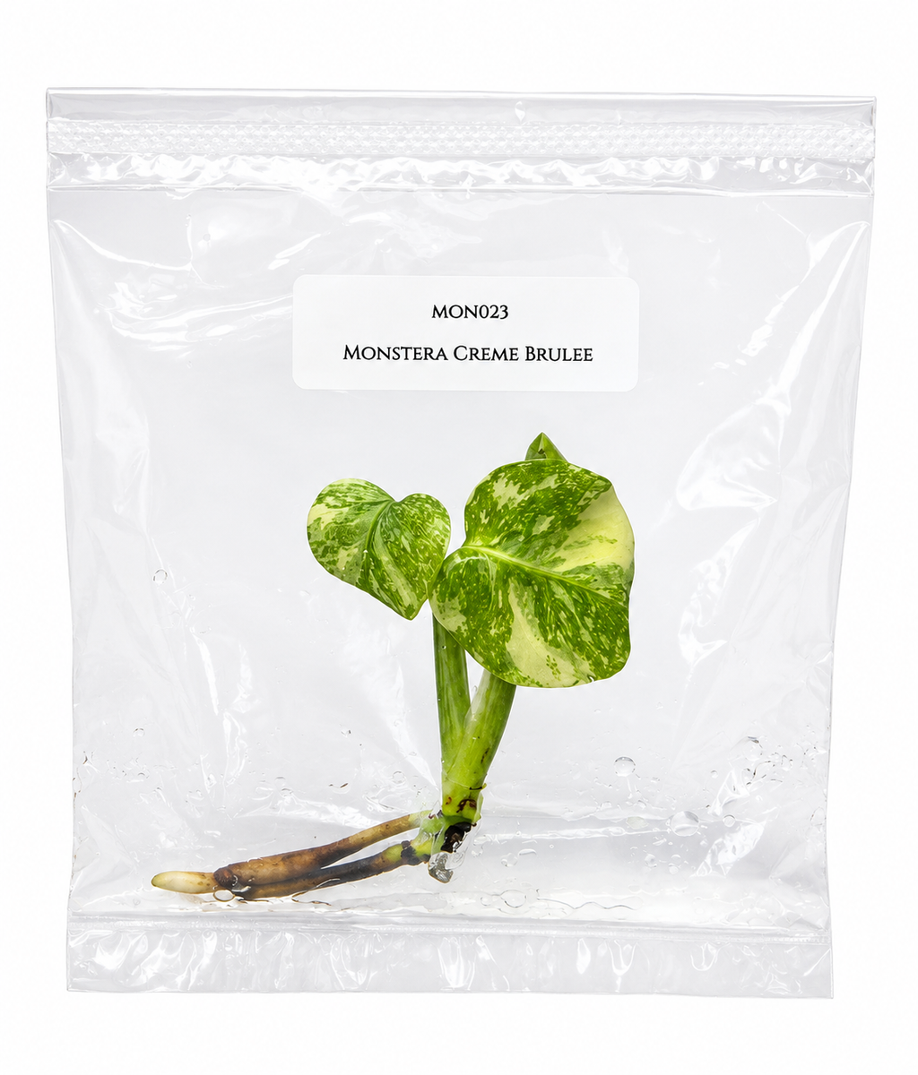 Monstera Cremé Brûlée TC