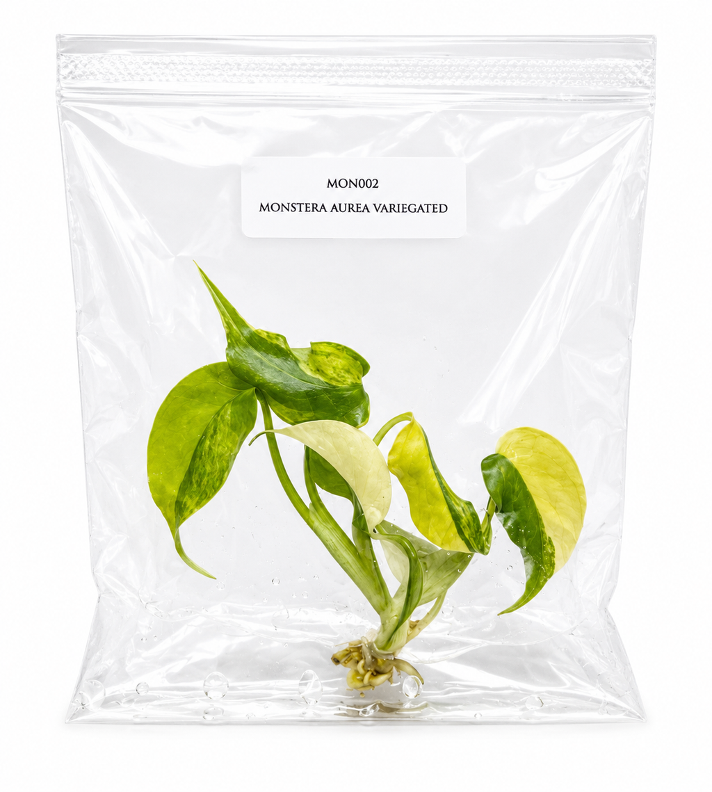 Monstera Borsigiana Aurea TC