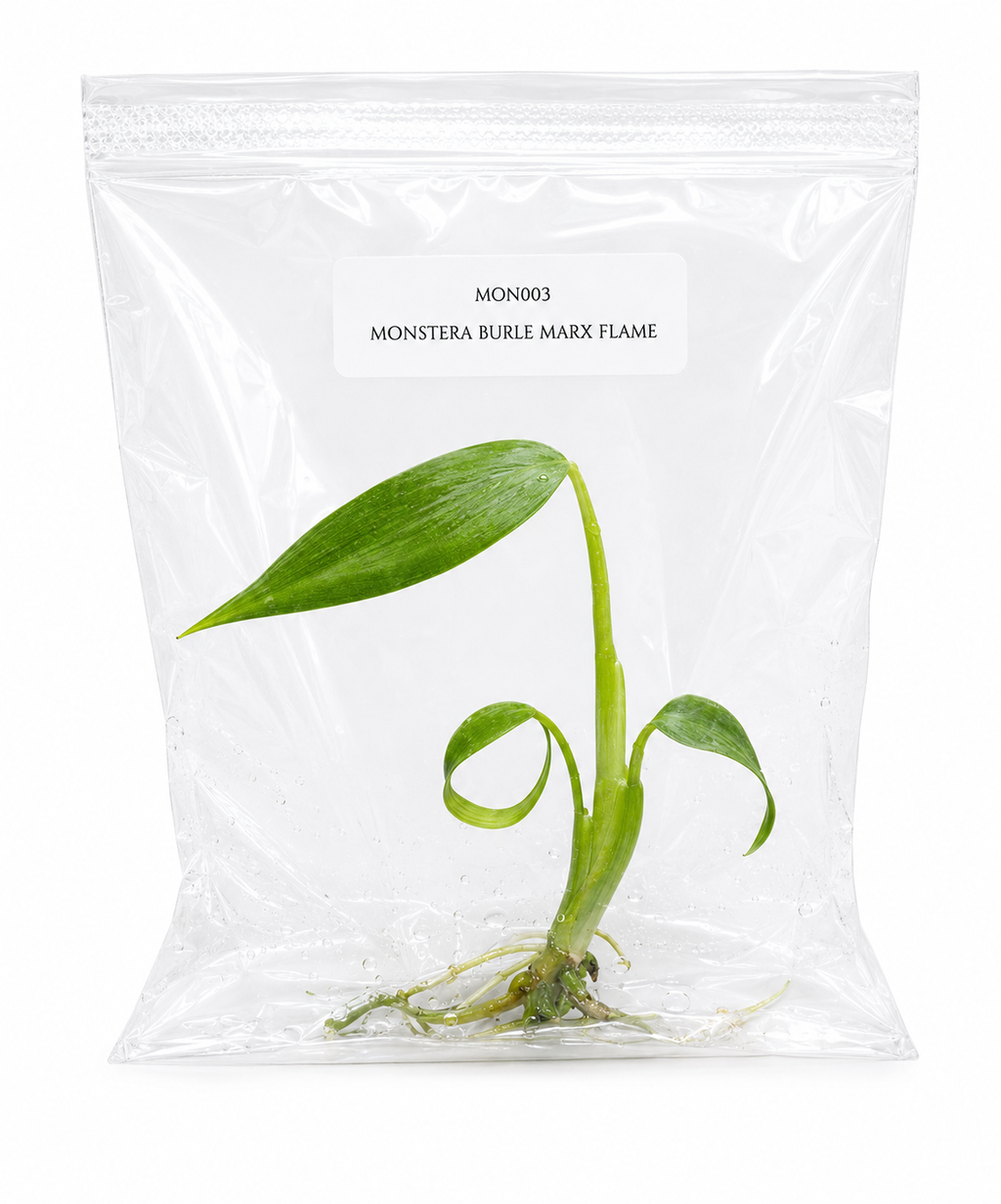 Monstera Burle Marx Flame TC