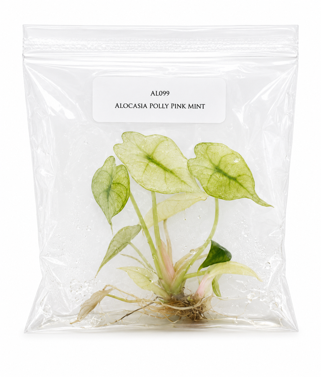 Alocasia Polly Pink Mint TC