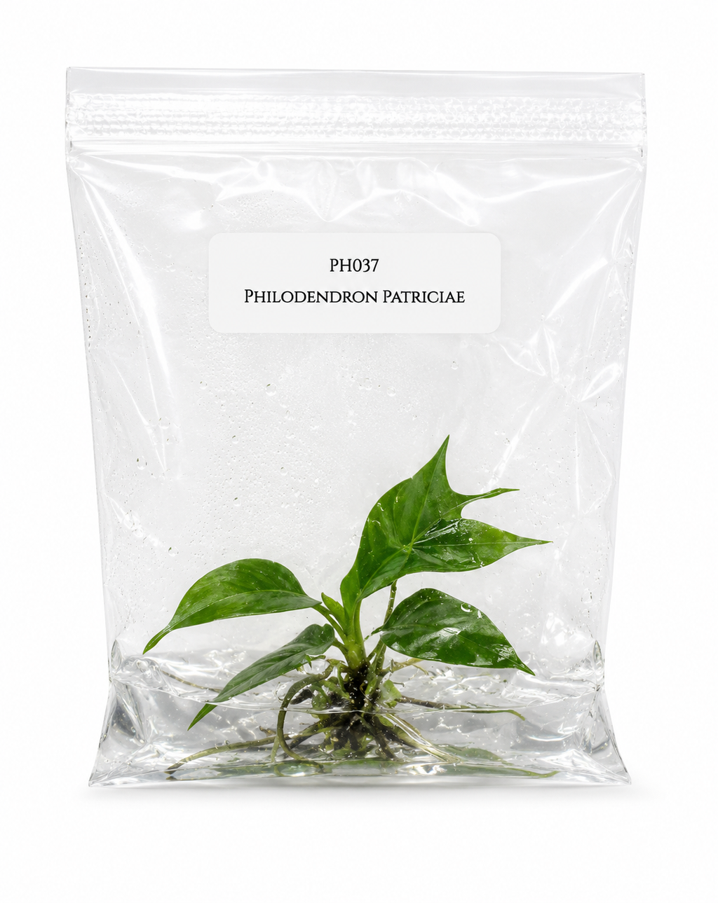 Philodendron Patriciae TC