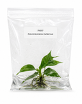 Philodendron Patriciae TC