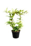 Hoya Lacunosa Variegated