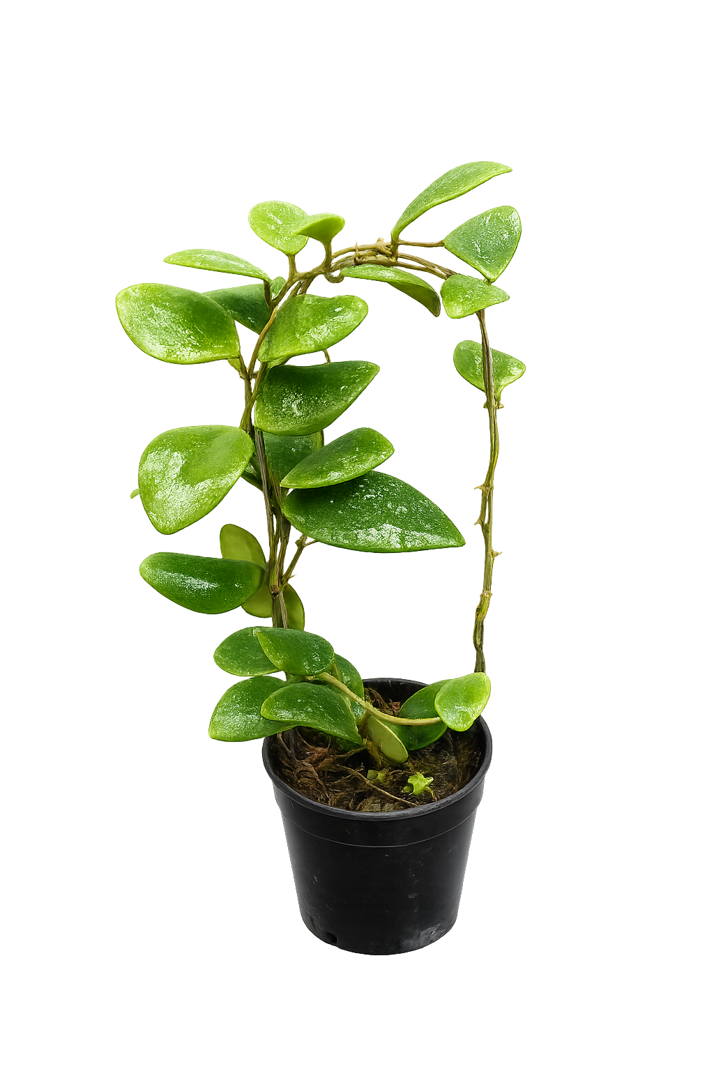 Hoya Isabelchanae