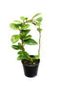 Hoya Isabelchanae