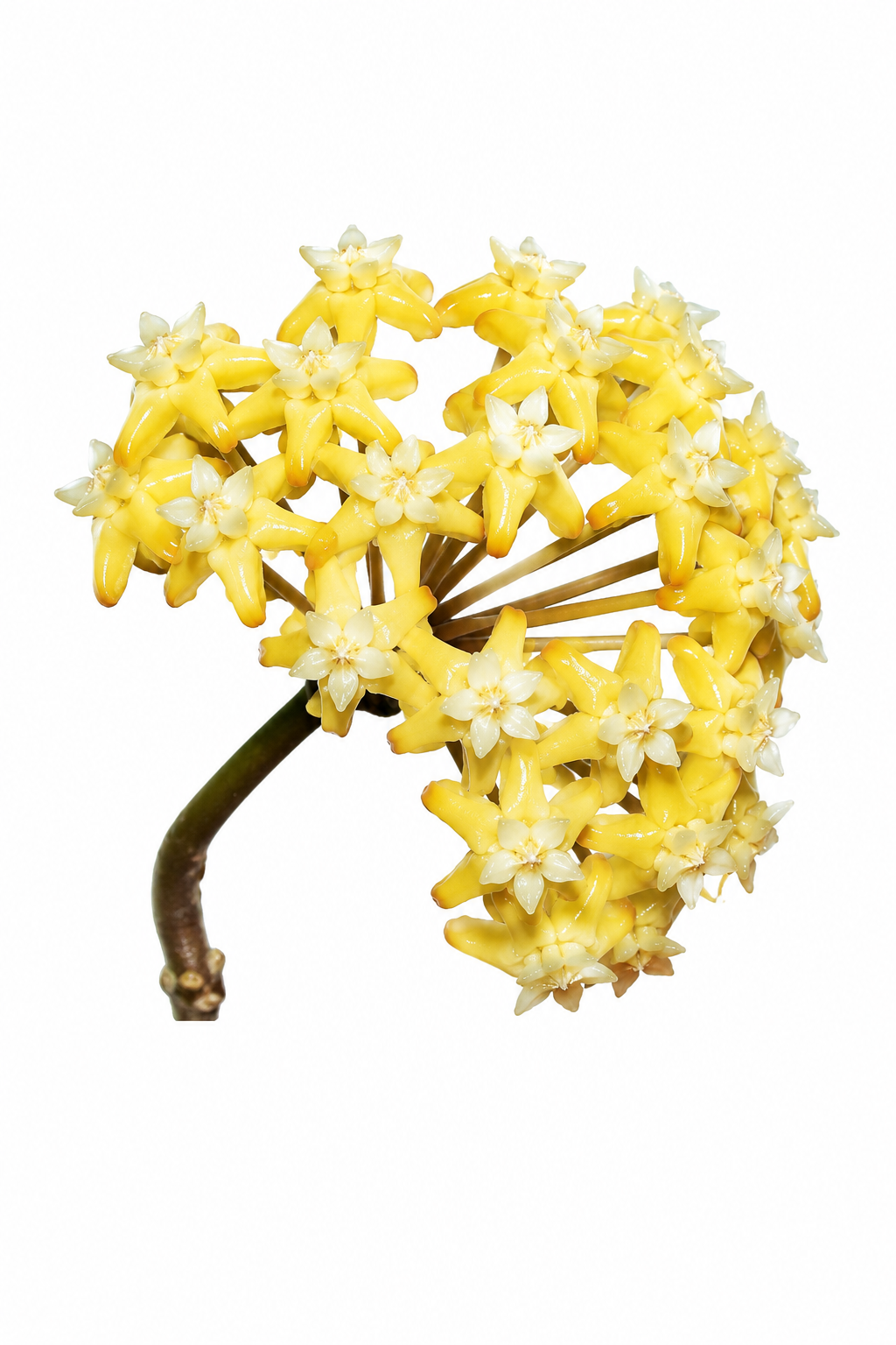 Hoya Surigaoensis