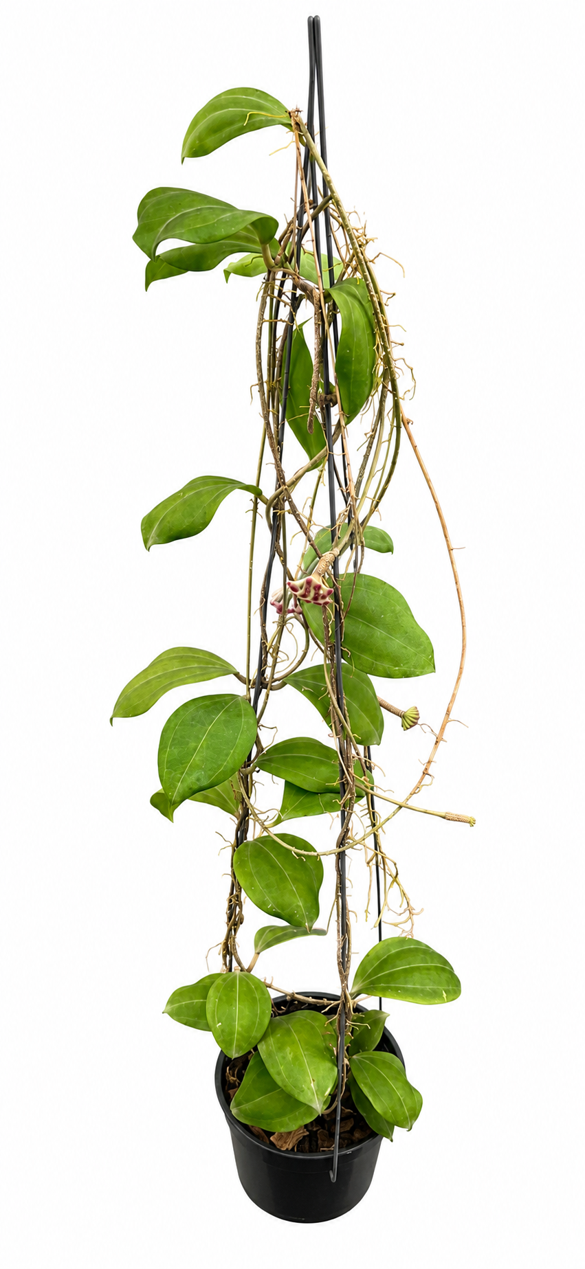 Hoya Paulshirleyi
