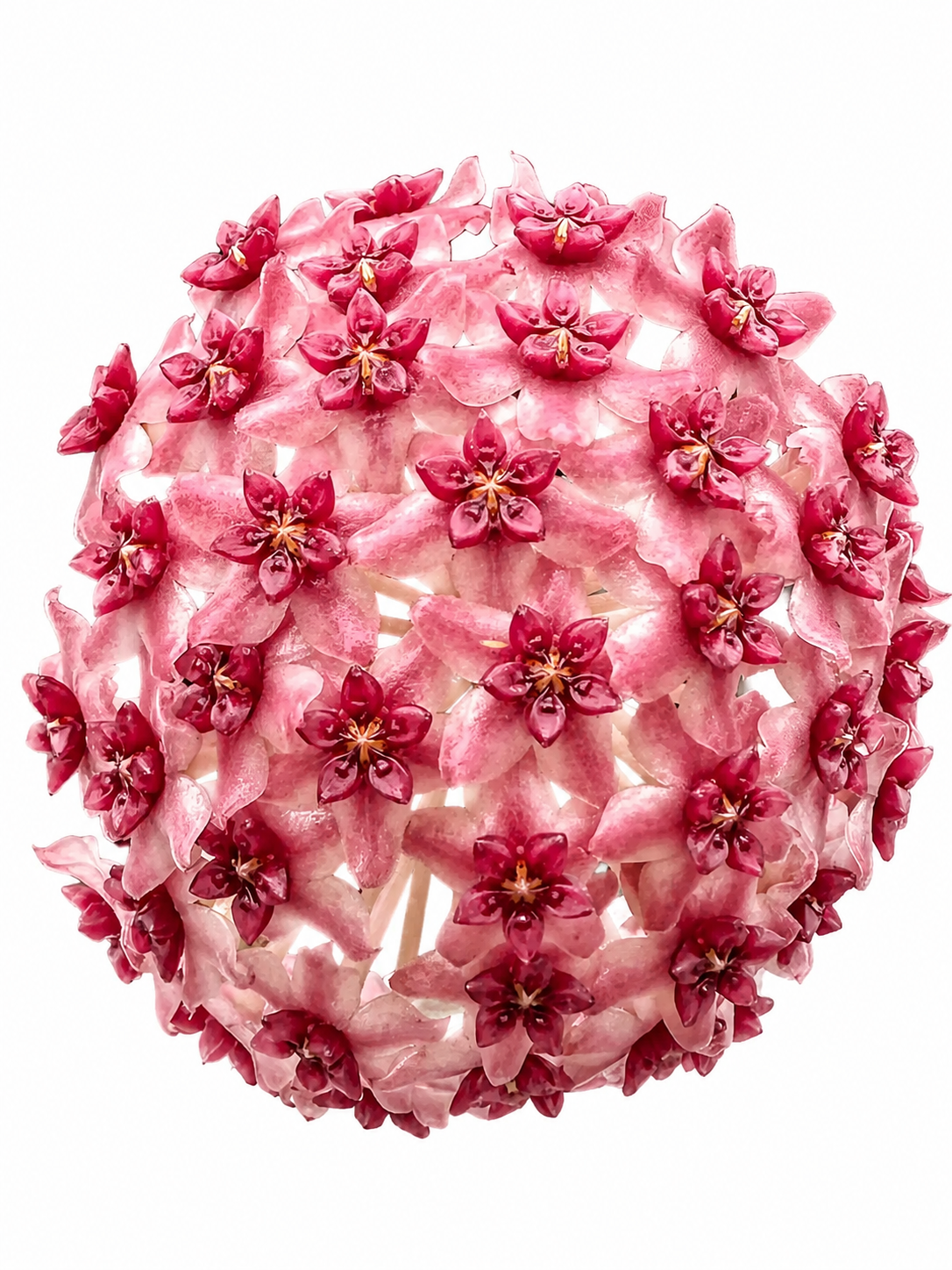 Hoya Paulshirleyi
