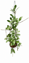 Hoya Lacunosa Black Mint Coin