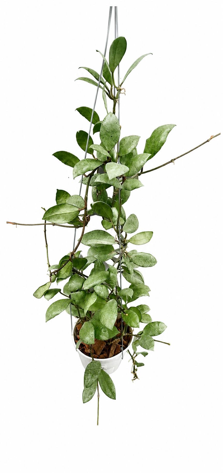 Hoya Lacunosa Black Mint Coin