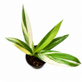 Epipremnum Amplissimum Variegated