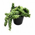Dischidia Bubbles