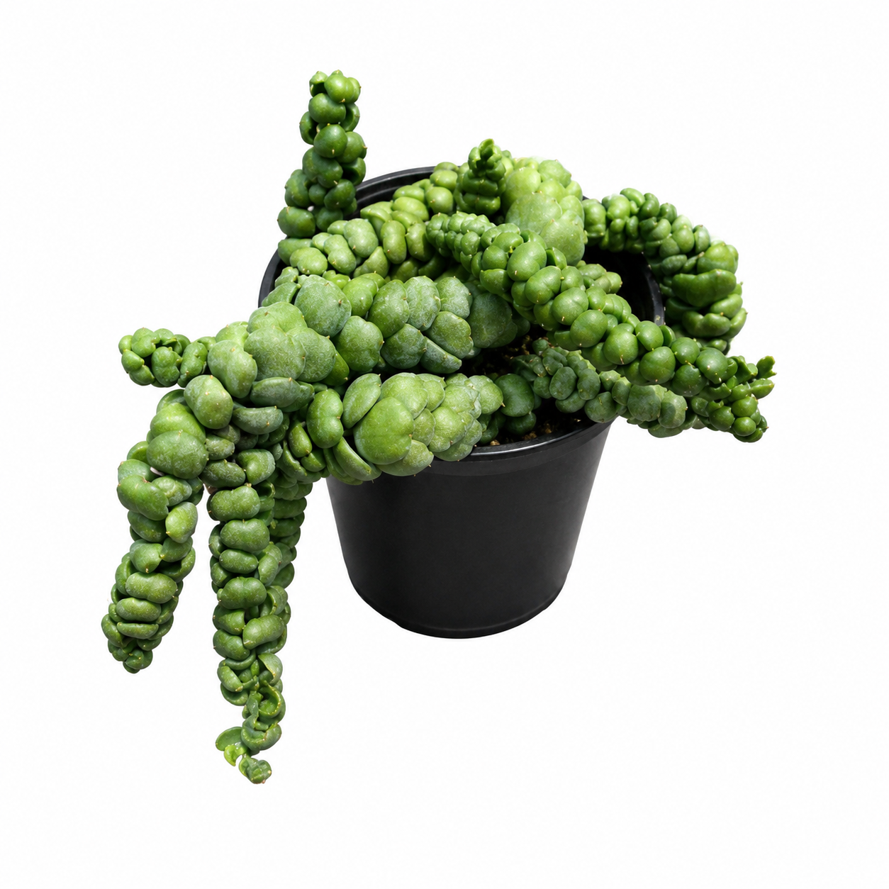 Dischidia Bubbles