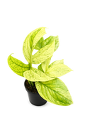 Amydrium Medium Mint Variegated