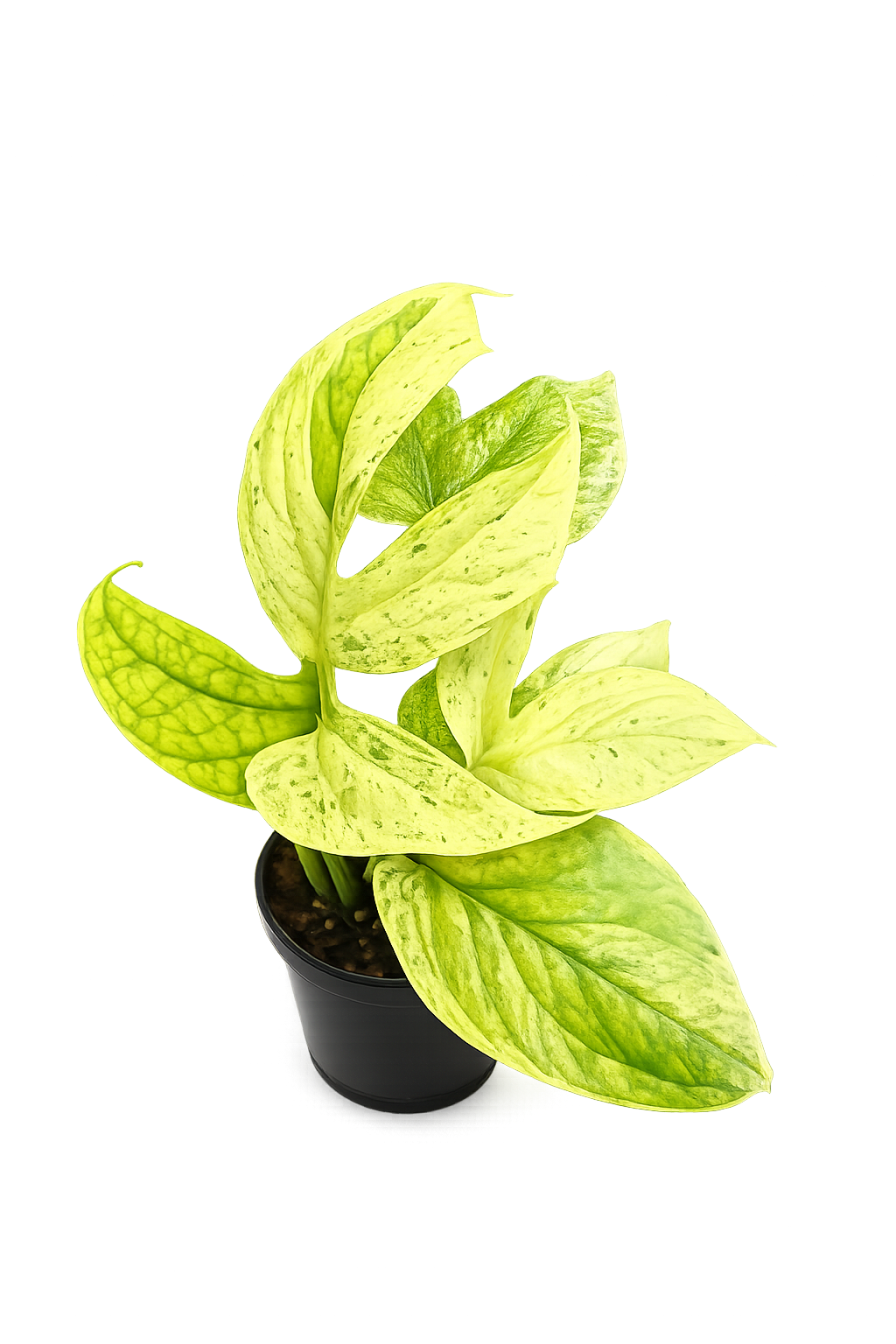 Amydrium Medium Mint Variegated