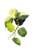 Philodendron Micans Variegated