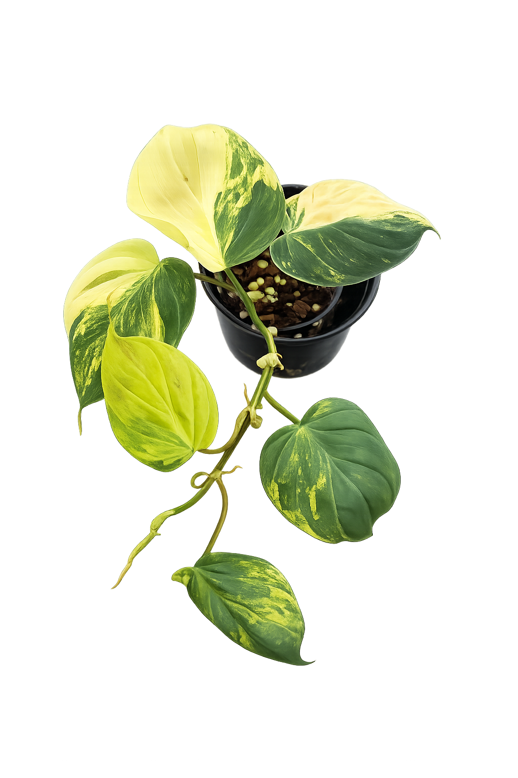Philodendron Micans Variegated