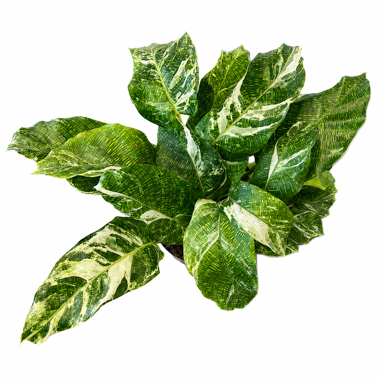 Calathea Network Variegated