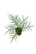 Philodendron Tortum