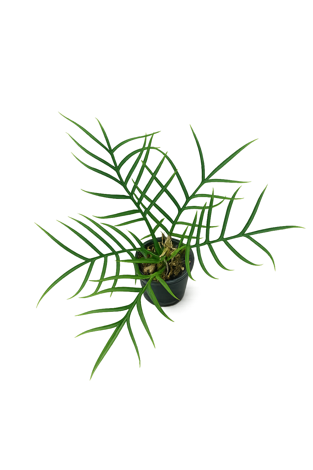 Philodendron Tortum