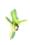 Philodendron Violin Variegated