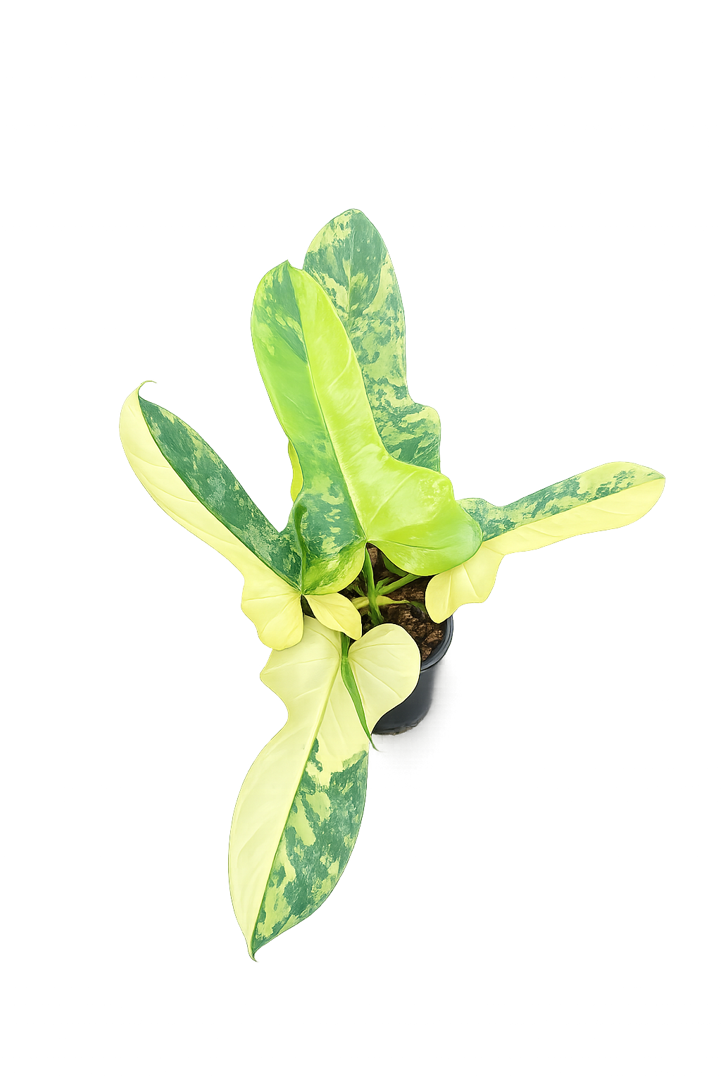 Philodendron Violin Variegated