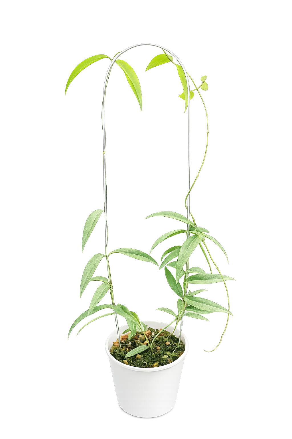 Hoya Paradisea