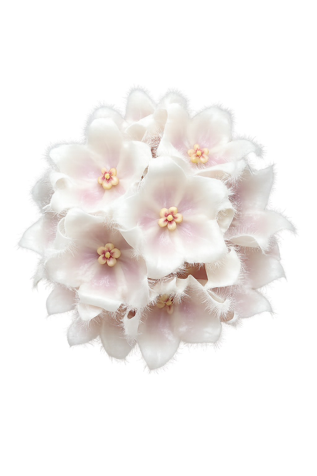 Hoya Paradisea