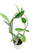 Hoya Wilbur Graves (China)