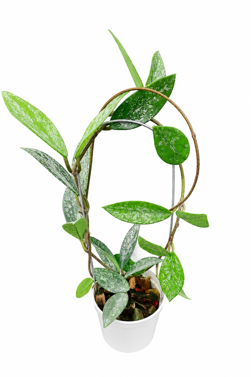 Hoya Wilbur Graves (China)