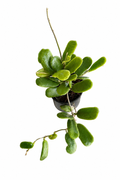 Hoya Rotundiflora