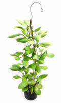 Hoya Pallilimba