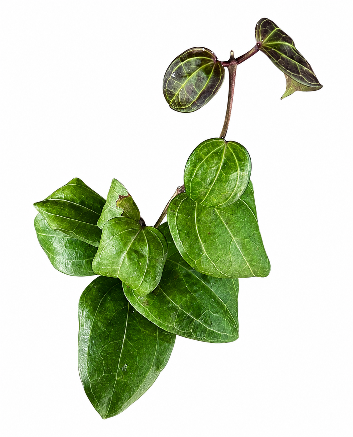 Hoya Sarawak Borneo